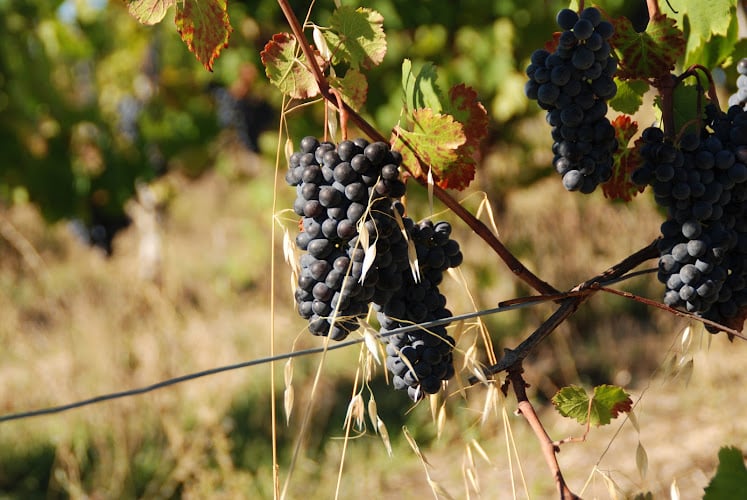 Azienda Agricola Andrea Tirelli Vignaiolo Biodinamico