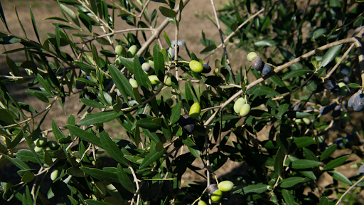 Azienda Agricola di Francesco Caricato