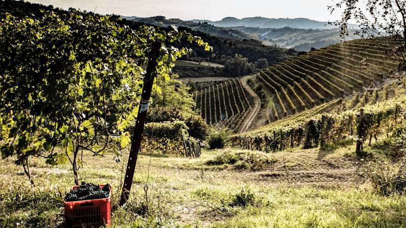 Azienda Agricola Cantina Giorgio Sobrero