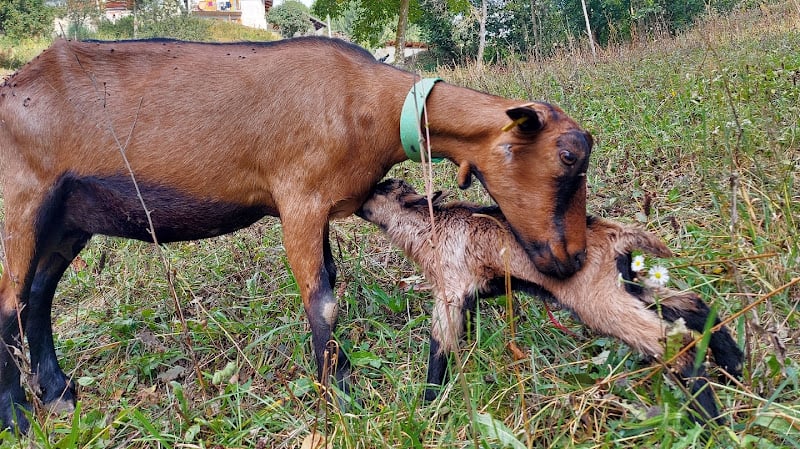 I Ciabrie - azienda agricola