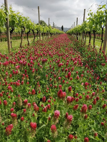 Azienda Agricola S. Elena S.R.L.