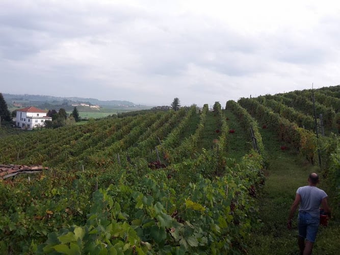 Bertolino Azienda Agricola