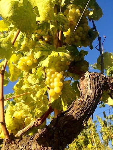 Cantina Ca' ed Cerutti Cassinasco