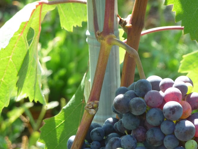 Azienda Vinicola Marenco Di Marenco Angelo & C Sas