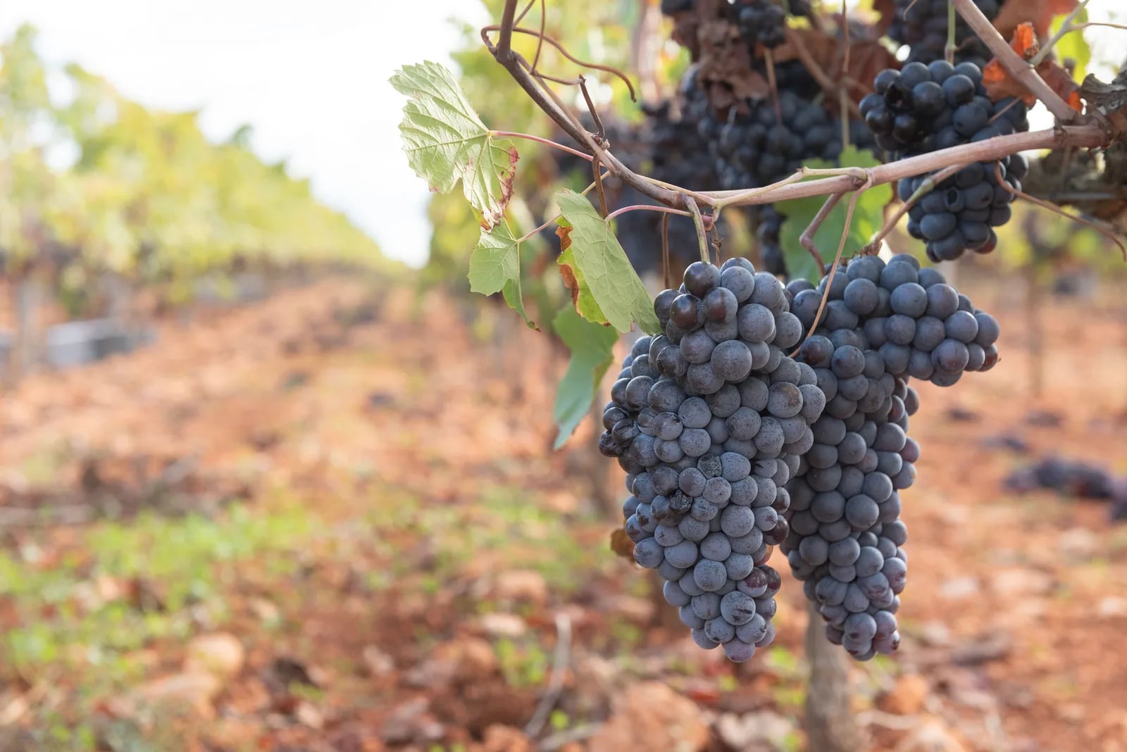 Expo del Chianti Classico