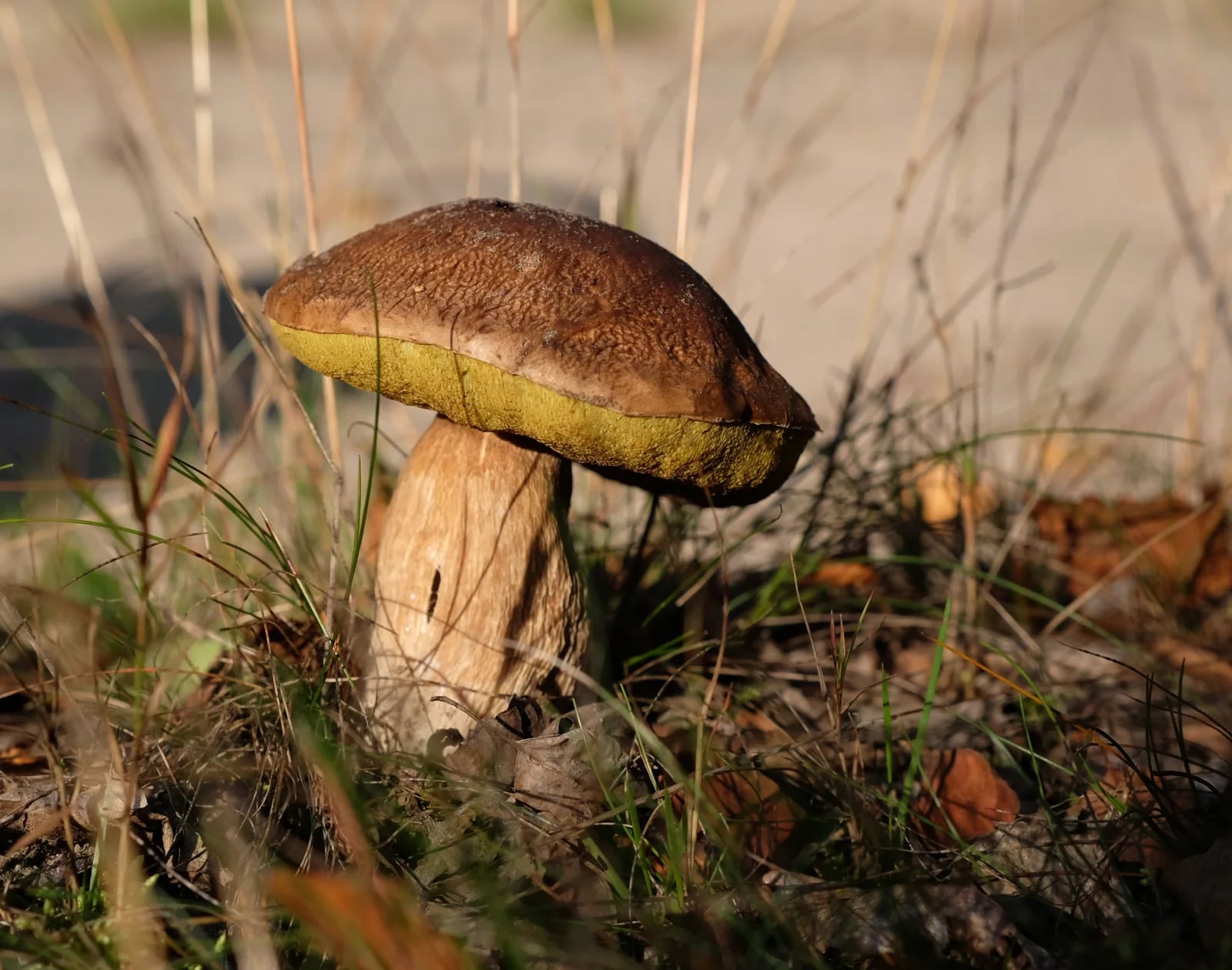 Agrimontana