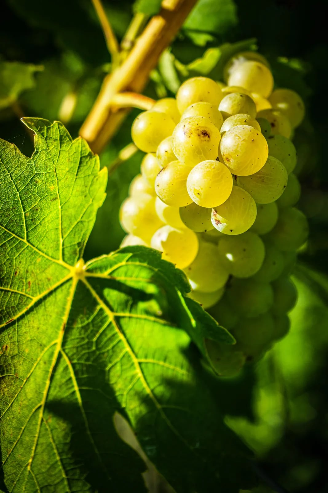 Festa del vino