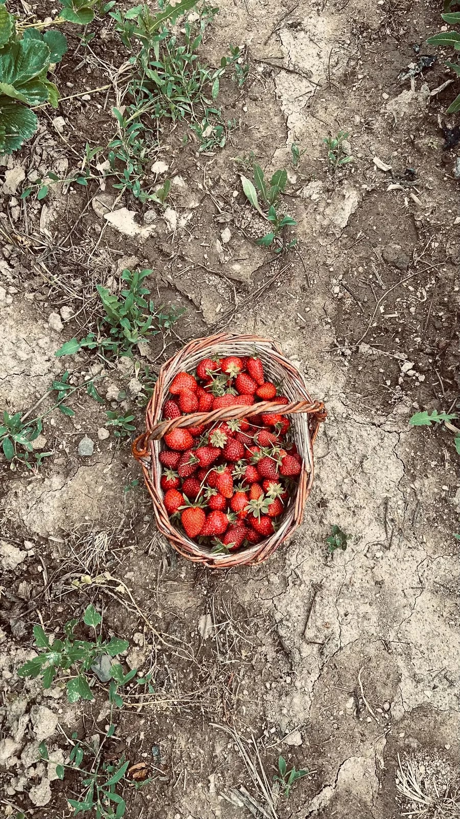 Fragola Expo Basilicata