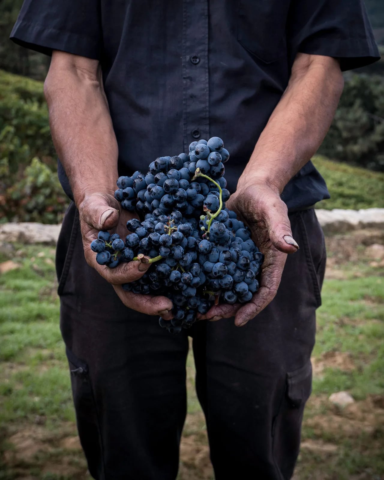 Sagra del Vino Novello