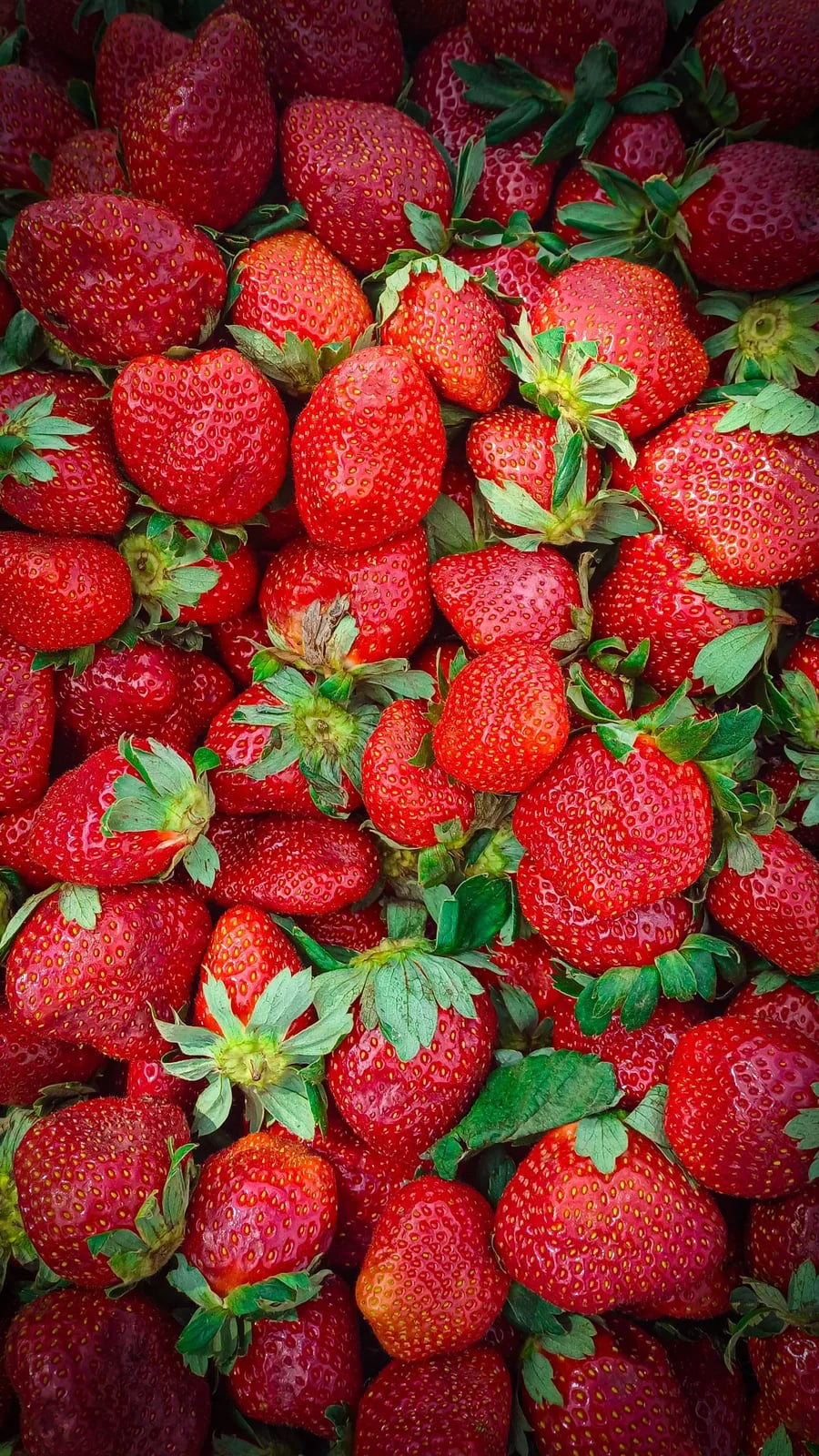 Festa della Fragola