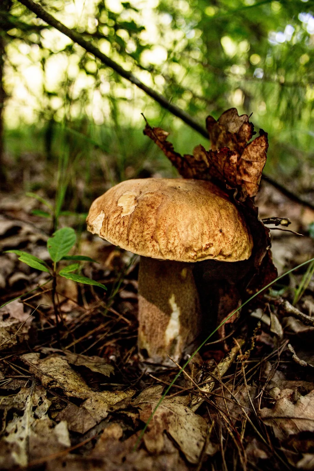 Festa dei funghi e dell’ambiente