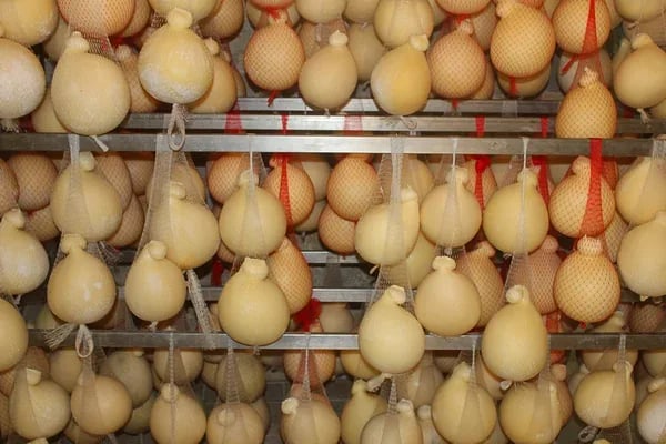 Sagra del Caciocavallo
