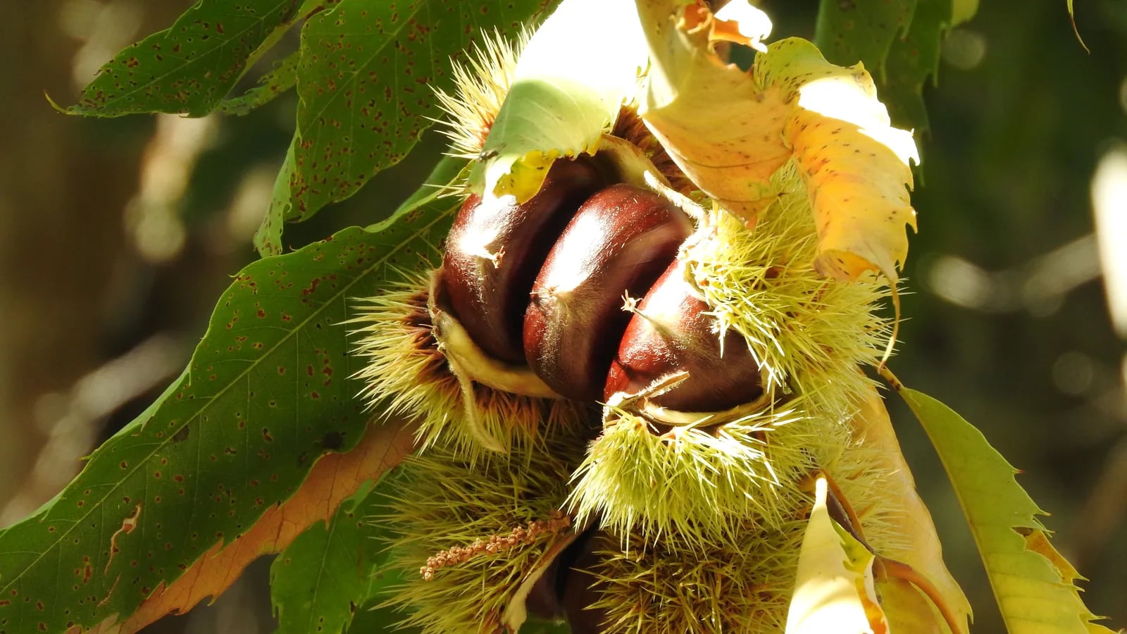 Sagra delle castagne