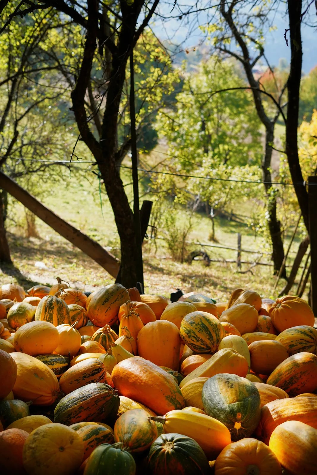 La Zucca delle Meraviglie
