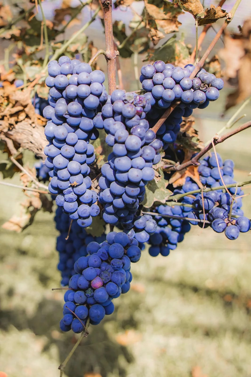 Sagra del vino