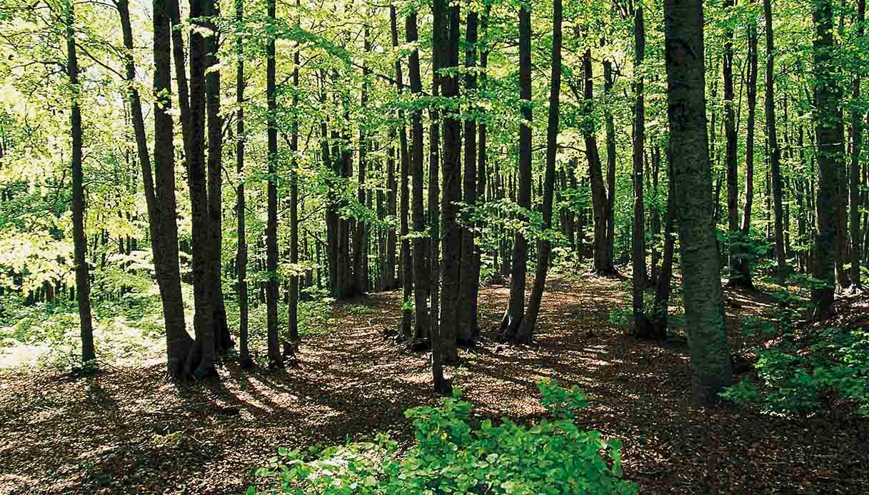 Bosco di Corleto Monforte