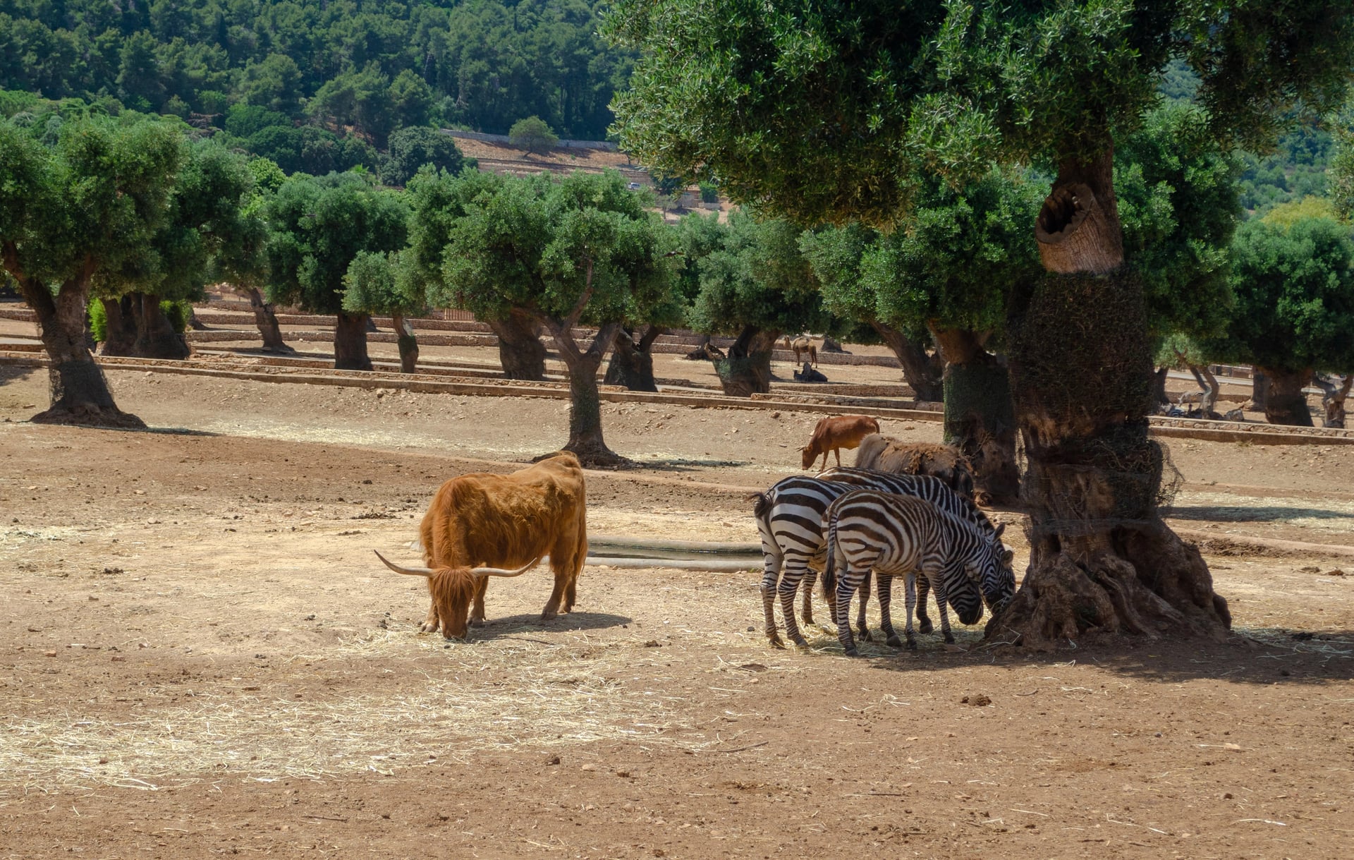 Zoosafari e Fasanolandia