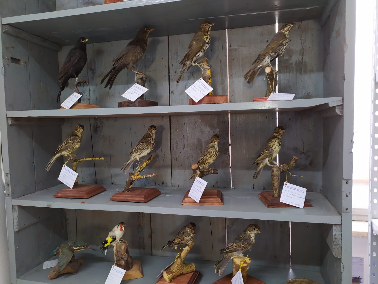 Museo ornitologico