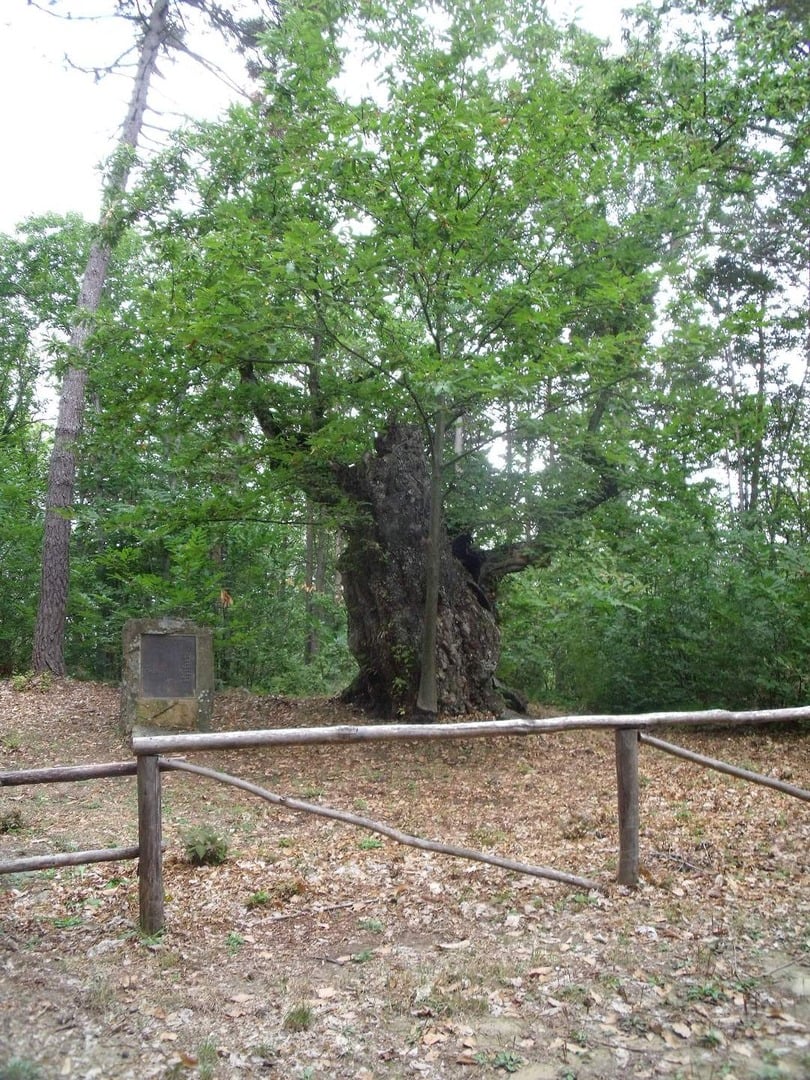 Castagno Millenario del Tumajin nei boschi della Valle Armea a Ceriana