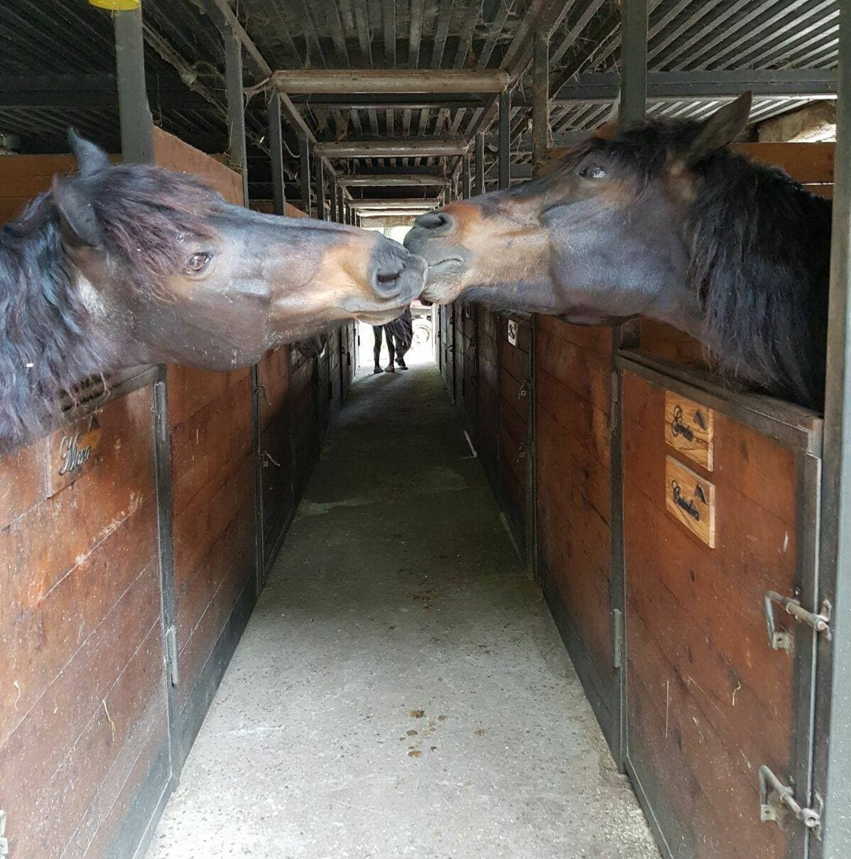 Mostra del Cavallo Bardigiano