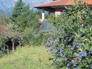 Azienda Agricola Il Ginepro