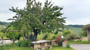 Cascina Gabutti Bussia