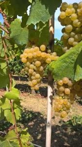 Piancanelli - Azienda vitivinicola winery di Silvio Laiolo