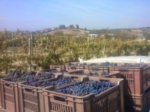 azienda agricola ferraro maurizio