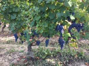 Ca' Bensi - Az. Agricola produzione vini