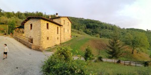 Le chianine dei Tognoli