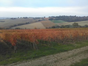 Azienda Vitivinicola Orlando Olivetti