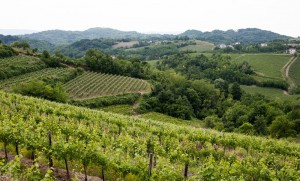 Graunar Winemakers