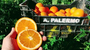 Azienda Agricola Palermo Antonio