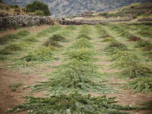 La Nicchia Capperi di Pantelleria