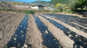Agriturismo Ai Carconi - Prodotti tipici a Lagonegro