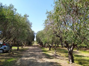 Azienda Agricola Sovereto