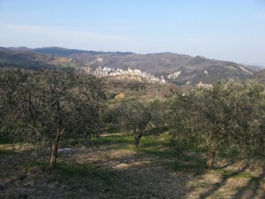 Azienda Agricola Spinelli