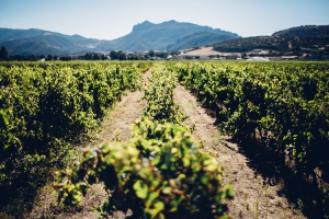 Tenute Costadoria - Winery