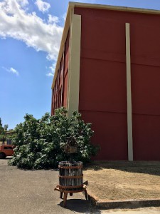 Cantina Castiadas