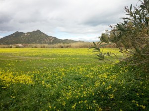 Azienda Agricola 