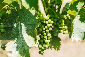 Tenuta Adolfo Spada