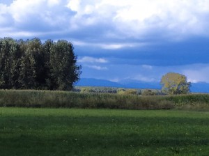 RHO AZIENDA AGRICOLA 