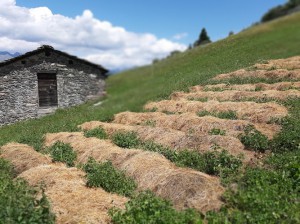 Agriturismo Il Sorbo