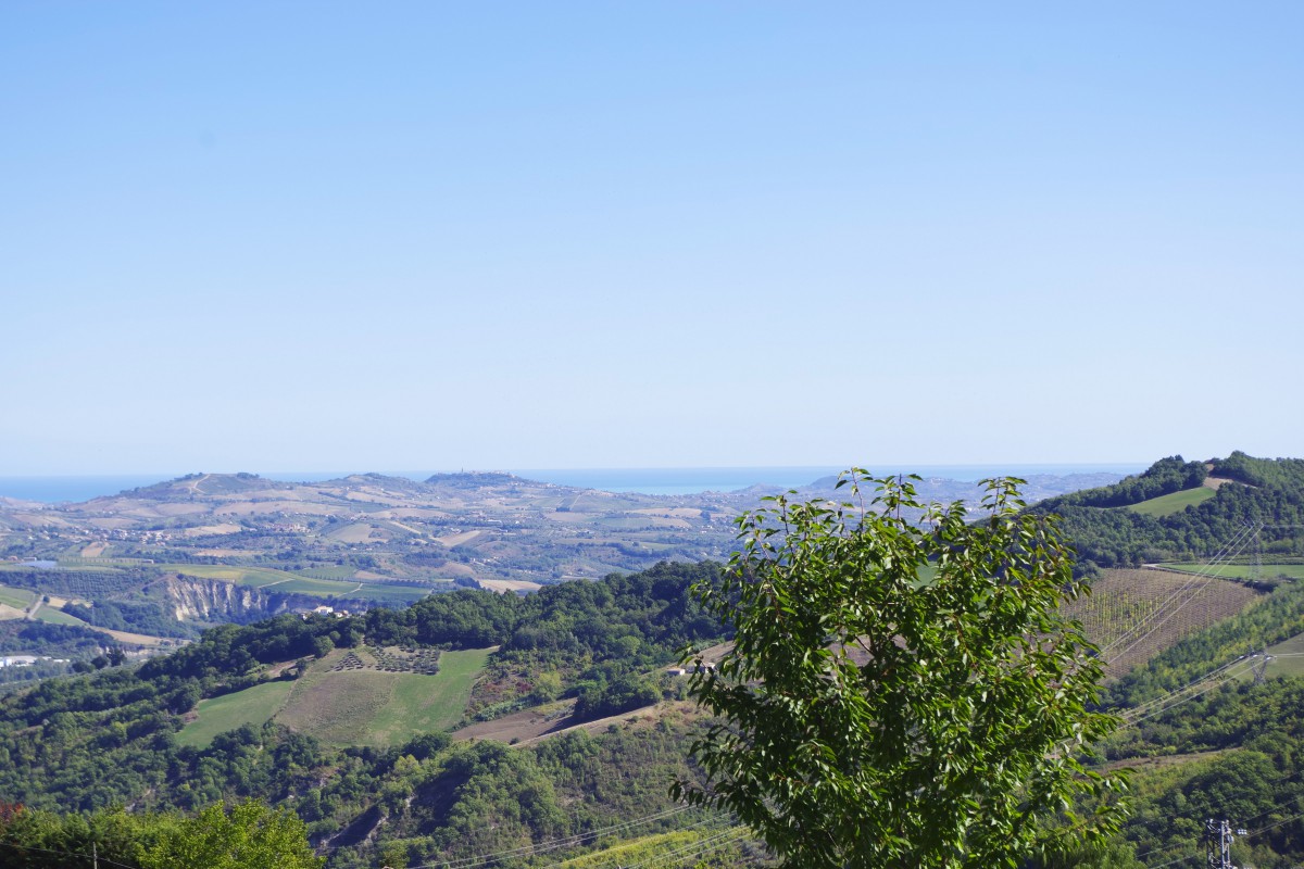 Vista mare dal nocciolo