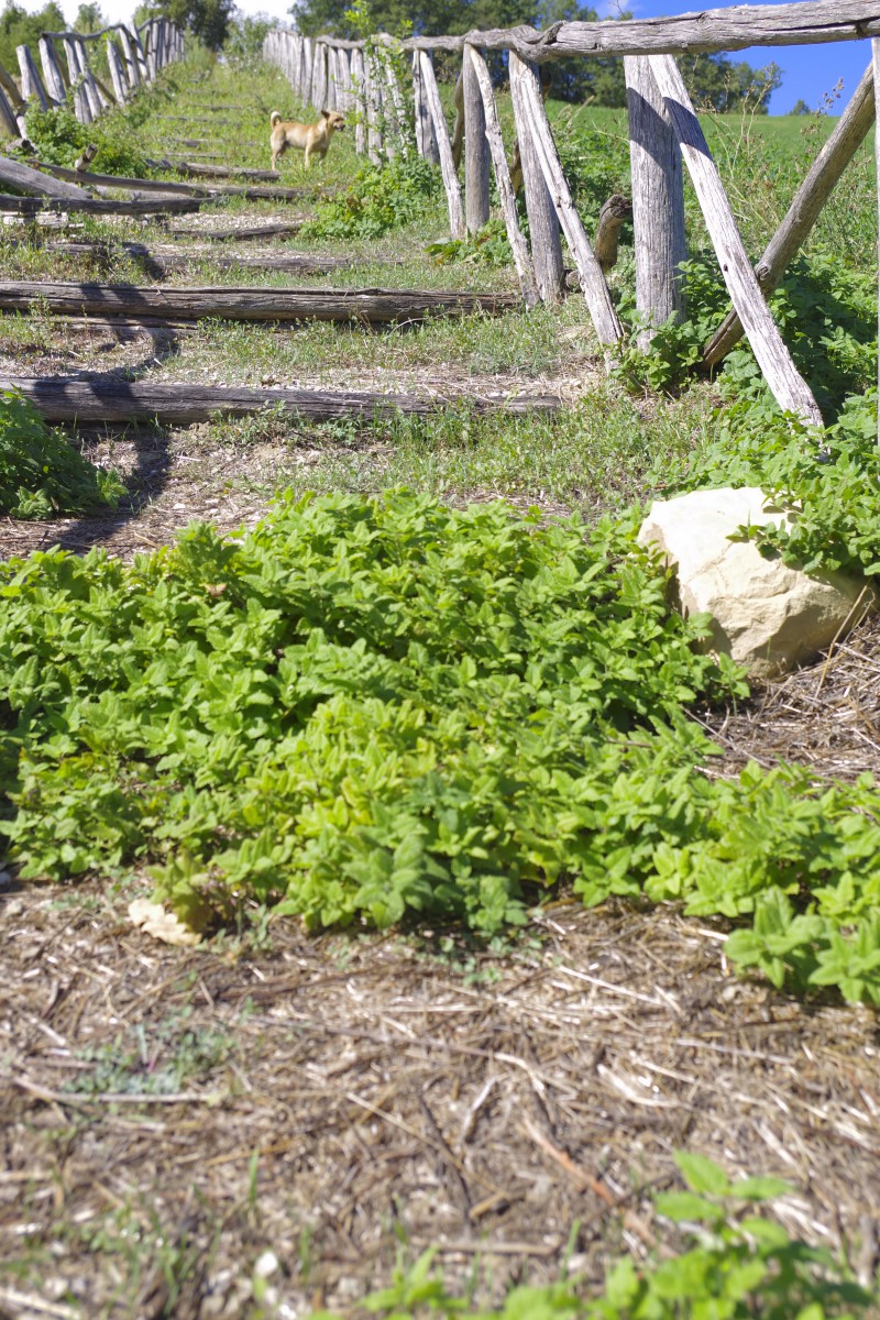 Menta bergamotto