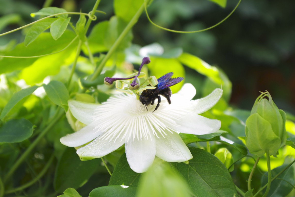 Fiore di cappero