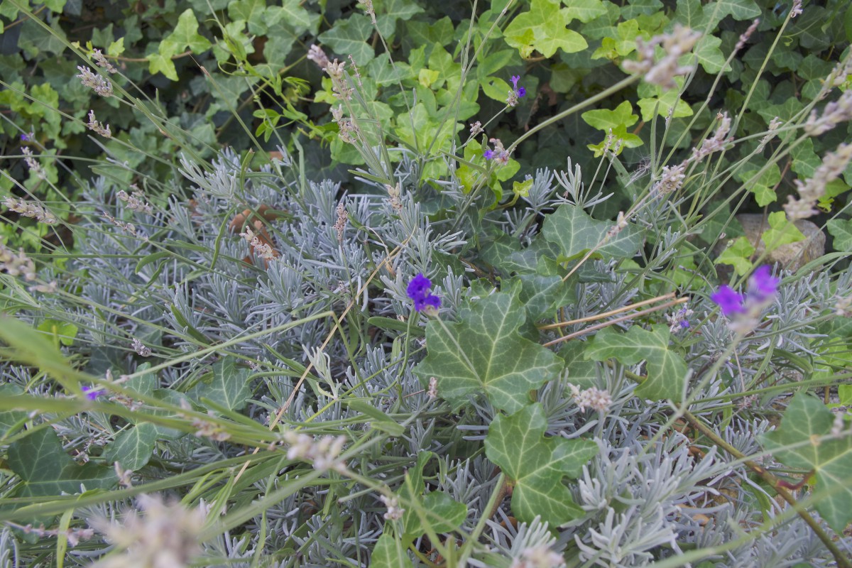 Lavanda