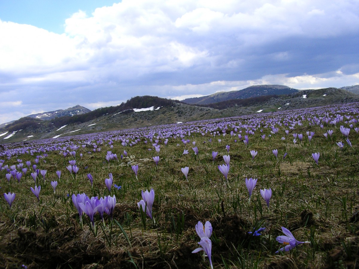 Fioritura Zafferano selvatico Vado di Sole