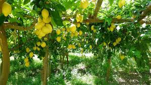 Visita e degustazione nel limoneto