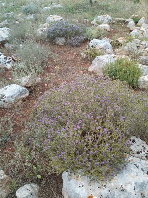 erbe aromatiche
